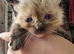 Ragdoll kitten ragdoll kittens seal