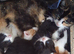 Two beautiful tame kittens