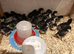 Pure bred French Black Copper Marans and hatching eggs