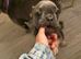 Frenchie for sell