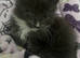 Mainecoon kittens