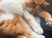 Loving Home wanted for Simba and Luna