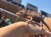 6 month old female Yemen chameleon