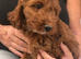 Beautiful cockerpoo puppies for sale