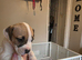 2 puppies ready 1 girl 2 boys