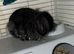 Two female baby rabbits