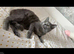 Beautiful Russian blue female