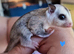 2 beautiful mosaic sugar gliders