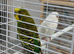Young budgies pair