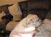 Patterdale cross staffy