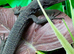 Black Tree Monitor (Varanus Beccarii)
