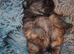 Chow chow puppies