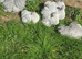 Pekin Bantam Pullets