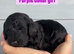 F1b Cockapoo puppy’s