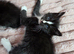Ragdoll cross kittens *3 STILL AVAILABLE £250*
