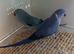 Bonded pair of beautiful coloured Ring necks available