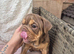Chocolate tan bulldog