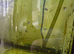 Angelfish