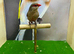 Common waxbill