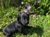 Beautiful beagle x cocker spaniel pups