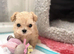 Beautiful xxs Asian Maltipoo
