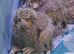 Bengal eagle rock owlets