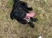 2 year old Sprockerdor