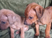 RHODESIAN RIDGEBACKS PUPPIES