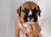 Mastiff/staffy mix