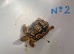 Leopard Tortoise