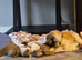 Puppies for sale