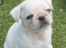 Beautiful & Unusual Purebred Pug Puppies – 3 Remaining – £1,000 Each