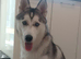 Siberian husky