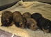 Kc reg miniature daschunds long hair