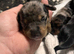 Stunning French x jack x daxi pups