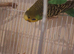Sweet and Mature Normal Green Female Budgie Seeking a Loving Home