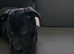 2 male puppies