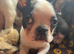 1 beautiful Girl available now