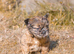 Floodle & fluffy French bulldog puppies
