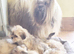 Lhasa Aposo Female