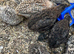 Coturnix quails