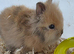 Netherland dwarf and lion head kits