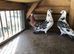 Coloured Racing pigeons for sale