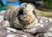 Lop female