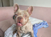 Rare Merle Isabella French Bulldog STUD