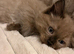 RAGDOLL KITTENS