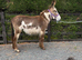 Jenny donkey