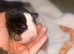 Stunning American bulldog staffy puppies