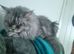 Female Maine coon