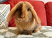 Beautiful mini lop boy looking for his forever home